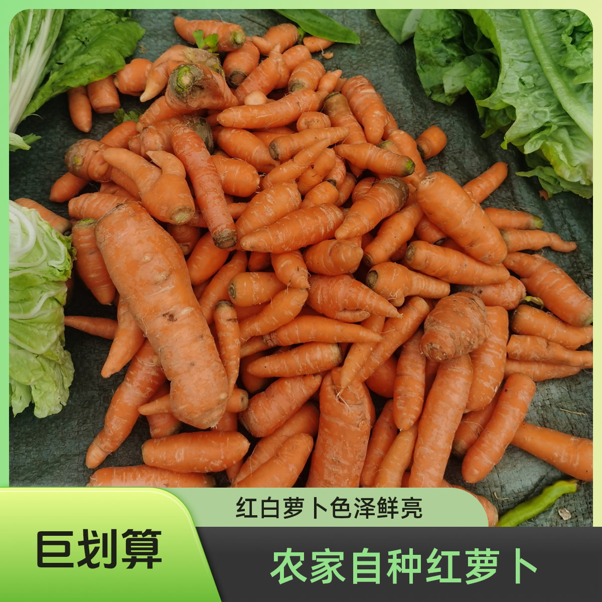 湖南耒阳农家自种红萝卜白萝卜