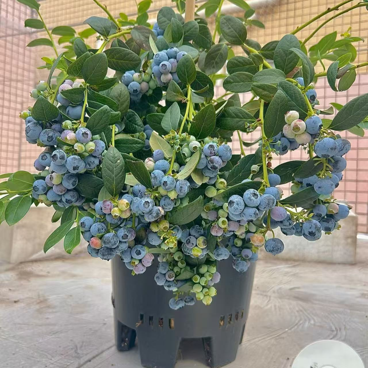 29大果脆甜蓝莓苗可庭院阳台盆栽南北方均可种植