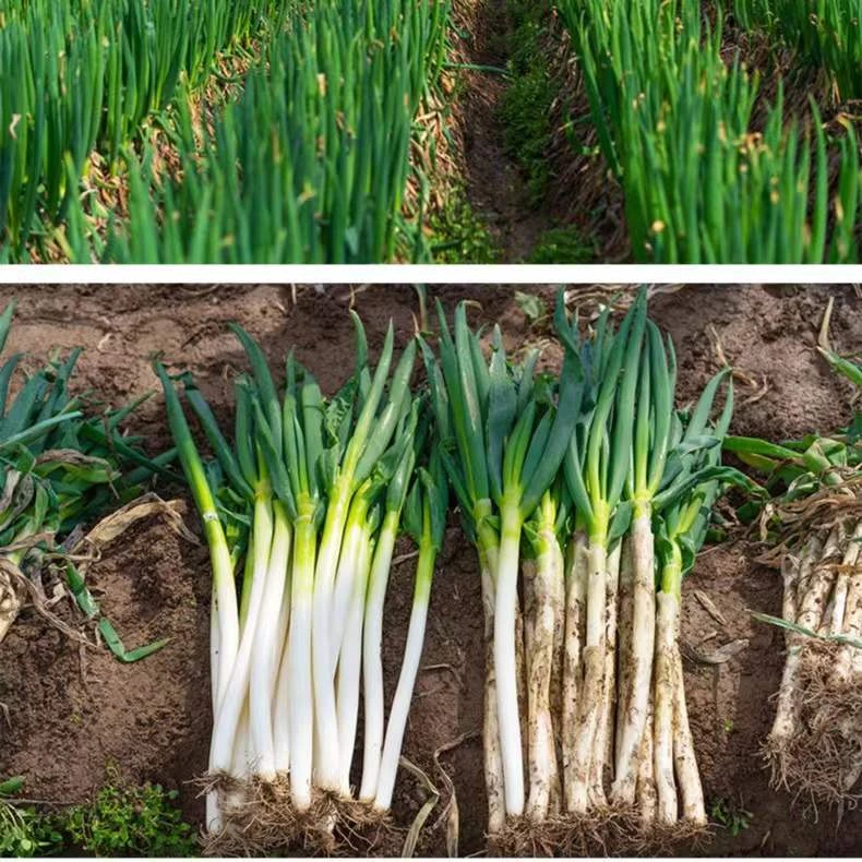 山东铁杆大葱农家特产 蔬菜新鲜现挖现发 去半叶3斤5斤正宗原产地