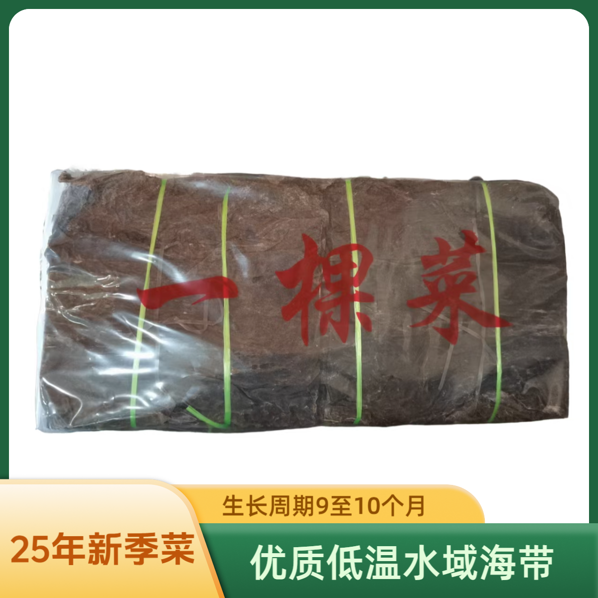 25年新季海带，压缩海带一棵菜优质海带整张菜海带【精品一颗菜】