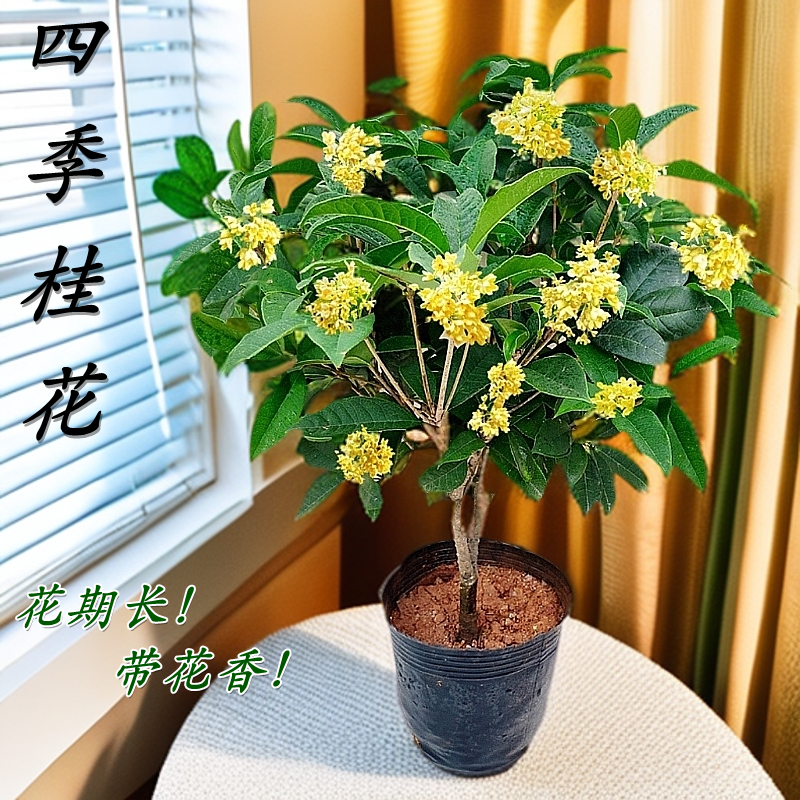 四季桂花树苗盆栽花卉植物室内外浓香绿植阳台庭院四季开好养