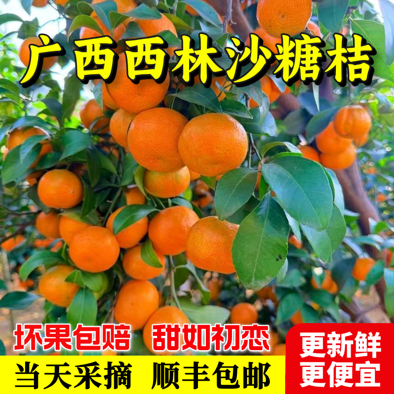 西林沙糖桔正宗广西砂糖橘当季水果现摘现发精选无籽新鲜顺丰发货