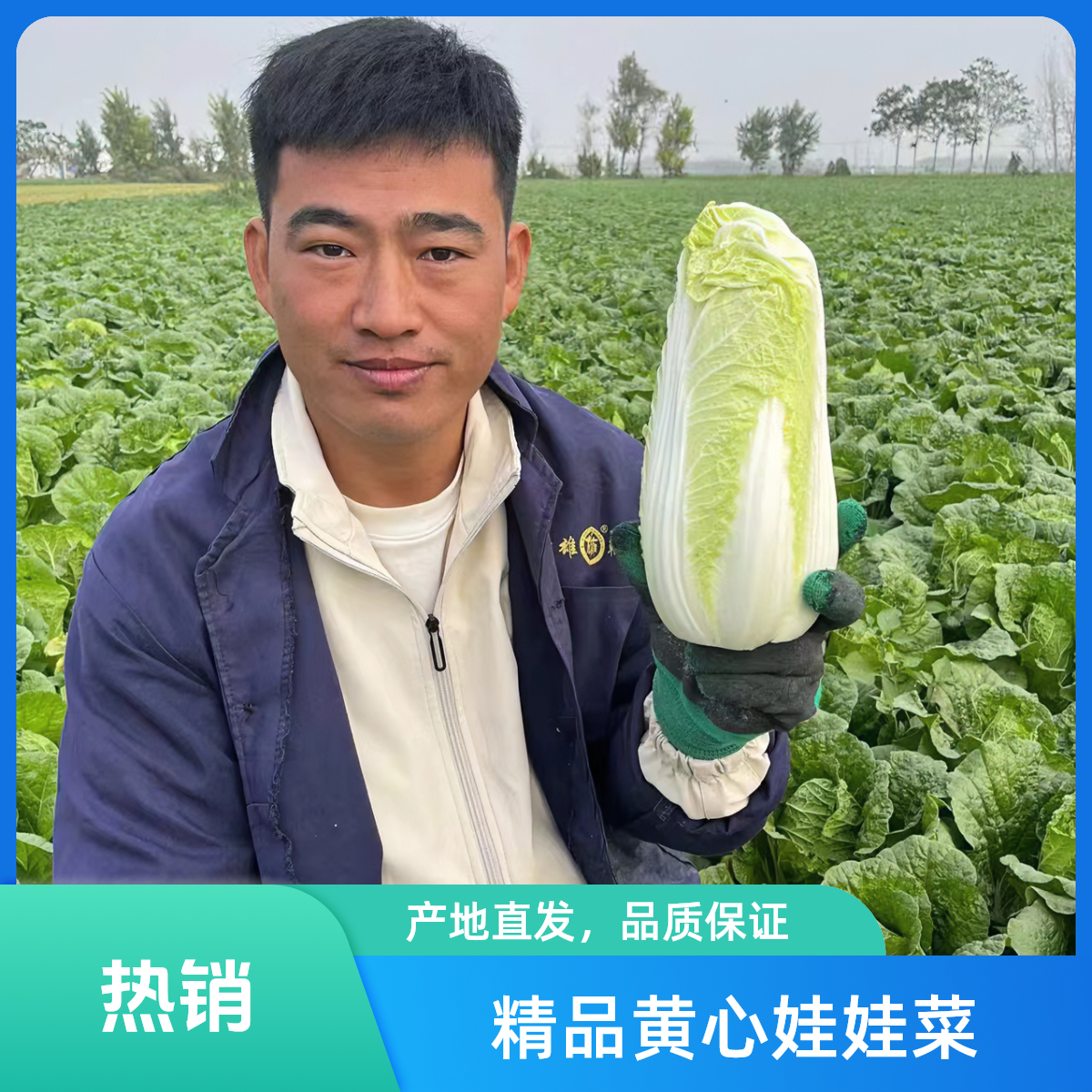 新鲜应季甘肃高原精品黄心娃娃菜现摘现发蔬菜当季新鲜蔬菜