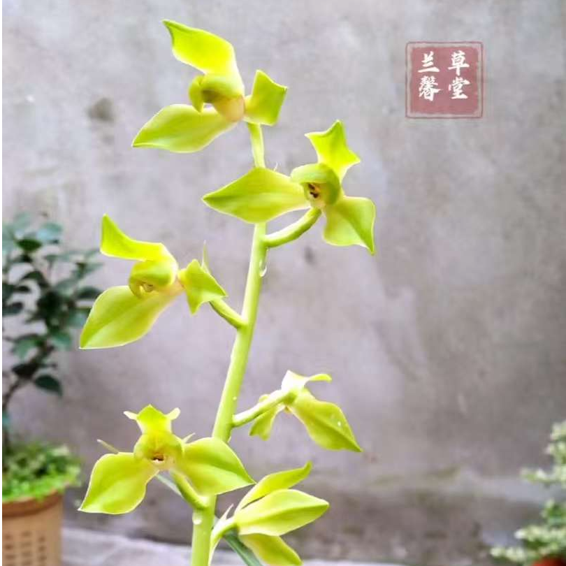 兰花一物一拍链接