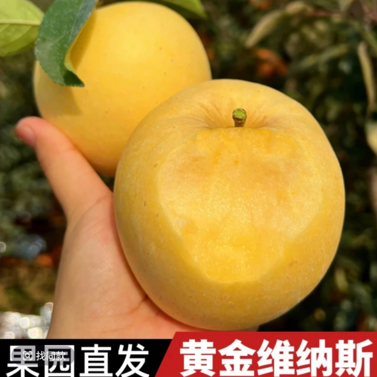 【烟台黄金维纳斯苹果】L山东烟台黄金维纳斯苹果新鲜脆甜纯甜