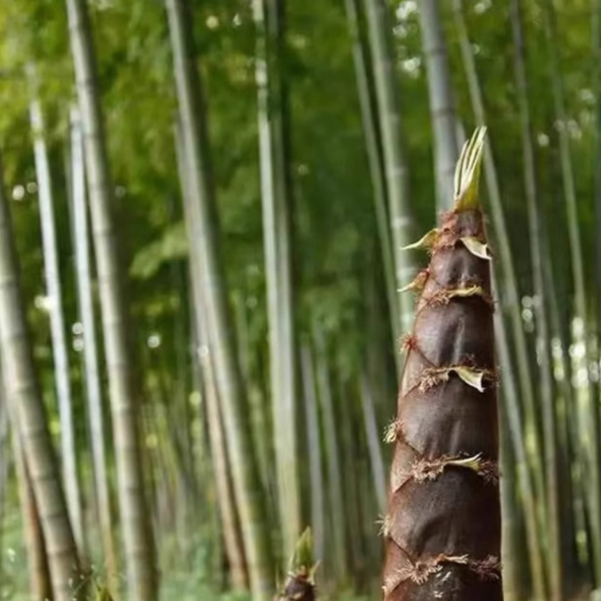 优质大型巨龙竹种子楠竹种子巨龙竹四季户外种植家庭阳台蔬菜种子