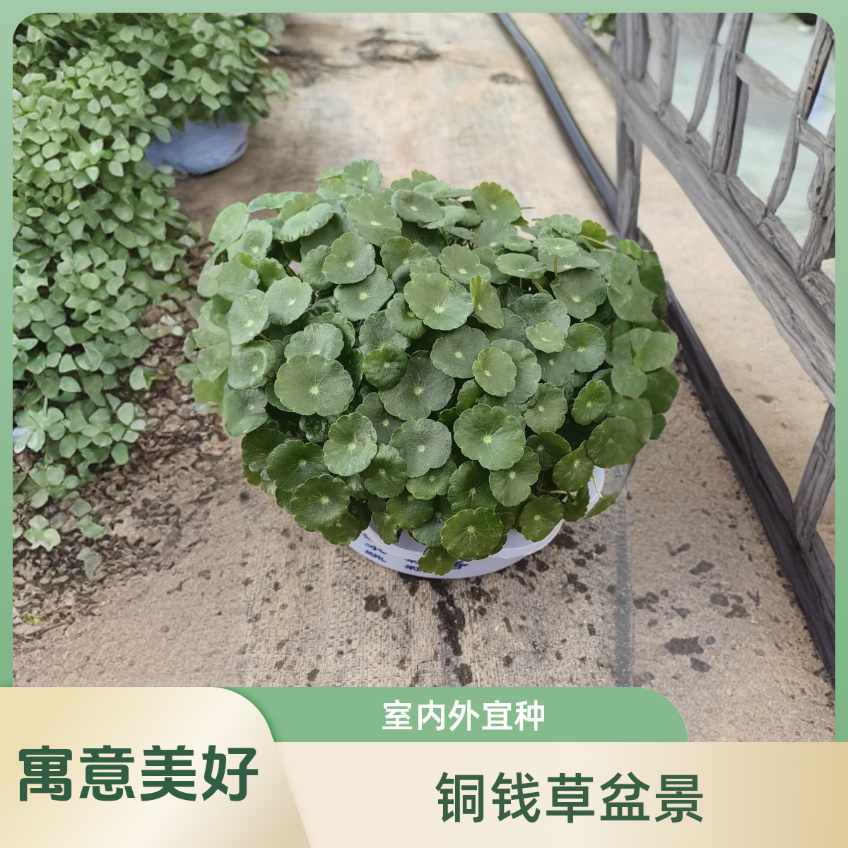 铜钱草不带盆发货，需要有阳光护养可以水培土培。家有铜钱滚滚财源