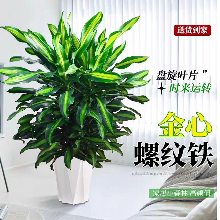 时来运转巨无霸金心螺纹铁高级大型氛围感绿植四季常青室内美人铁