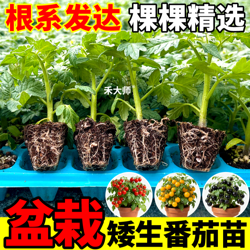 寿光四季矮生番茄苗秧红黄黑果矮生水果西红柿种苗圣女果阳台盆栽
