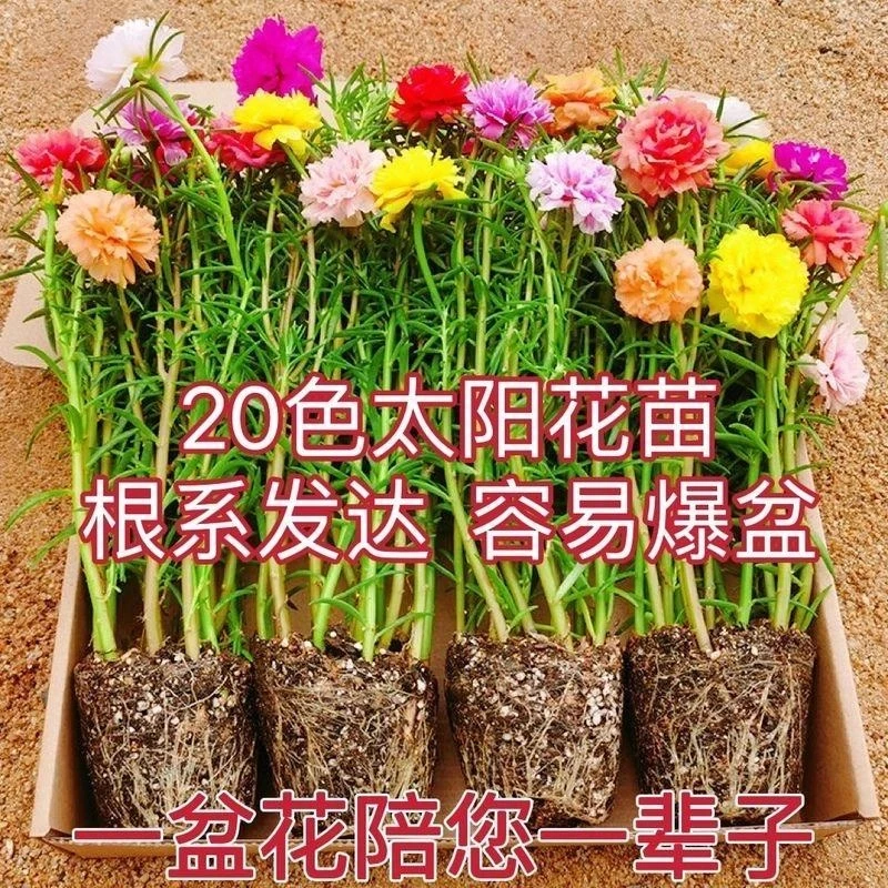 十颗重瓣太阳花苗特大太阳花苗混色特大花耐热玫瑰花懒人阳台成活