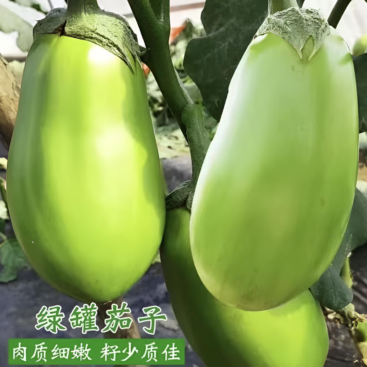 【绿罐茄子种子】耐低温春夏秋均可栽培越冬越寒