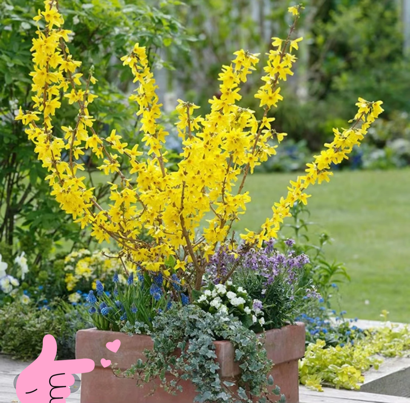 连翘花苗迎春花丛生黄老虎观花树苗庭院地栽金黄植物阳台盆栽花卉