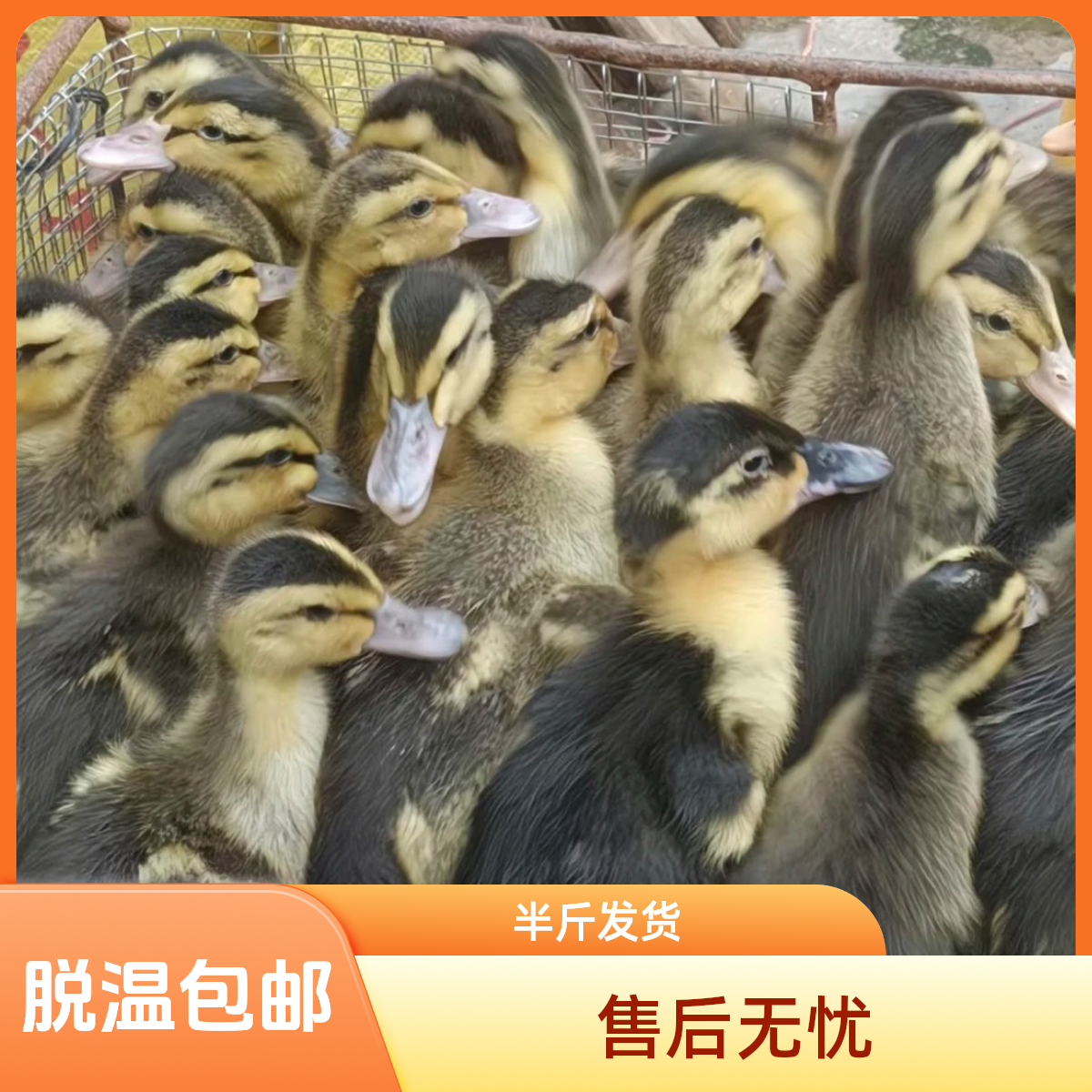 大种脱温【半斤】青头麻鸭活体宠物鸭包邮到家