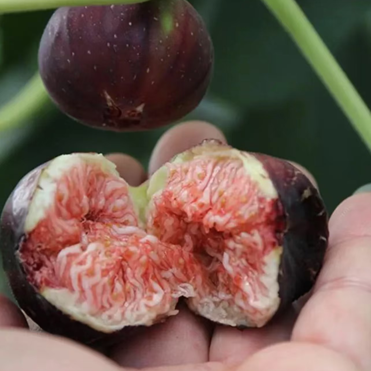 正品波姬红无花果树苗软糯香甜树上的糖包，当年结果果树苗