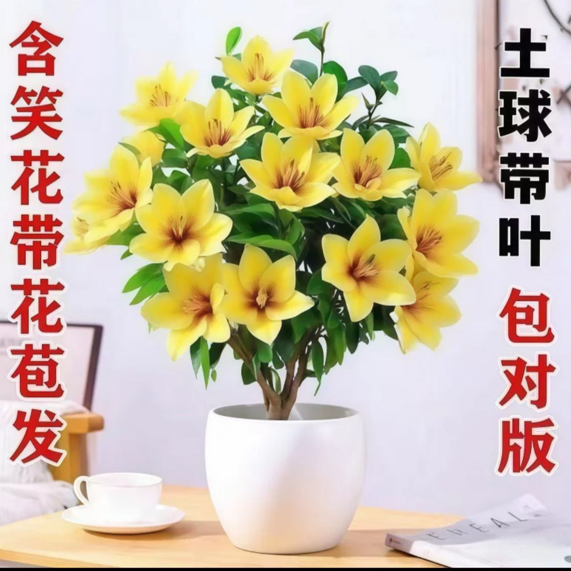 浓香【黄色含笑花】耐寒耐热  四季长青 果香 好养易活花卉