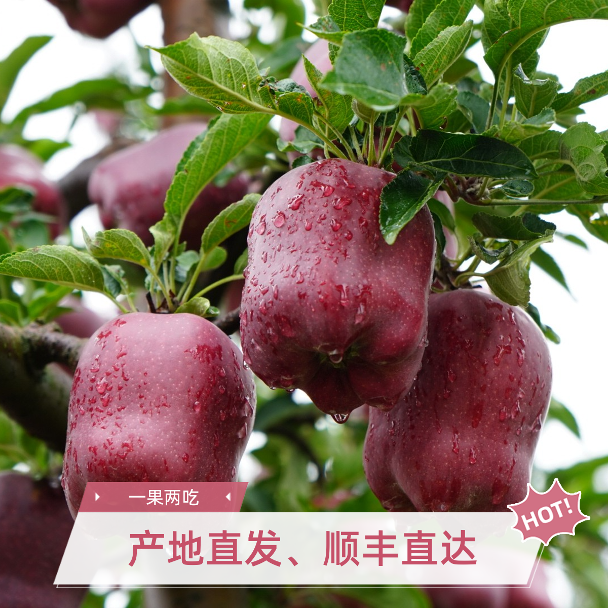 天水花牛苹果大果现摘新鲜蚯蚓肥种植绿色健康一果两吃