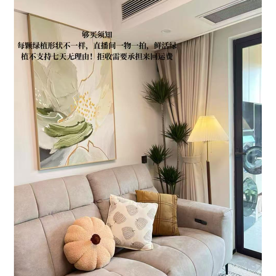 千年木七彩马尾铁懒人绿植