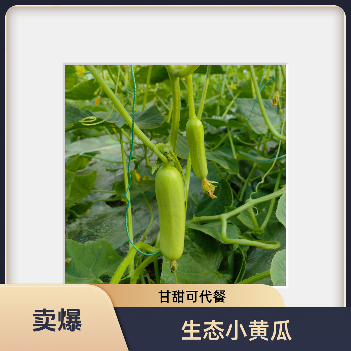 【达龙农场】新鲜现摘山东水果奶油黄瓜青瓜小黄瓜脆嫩爽口代餐即食