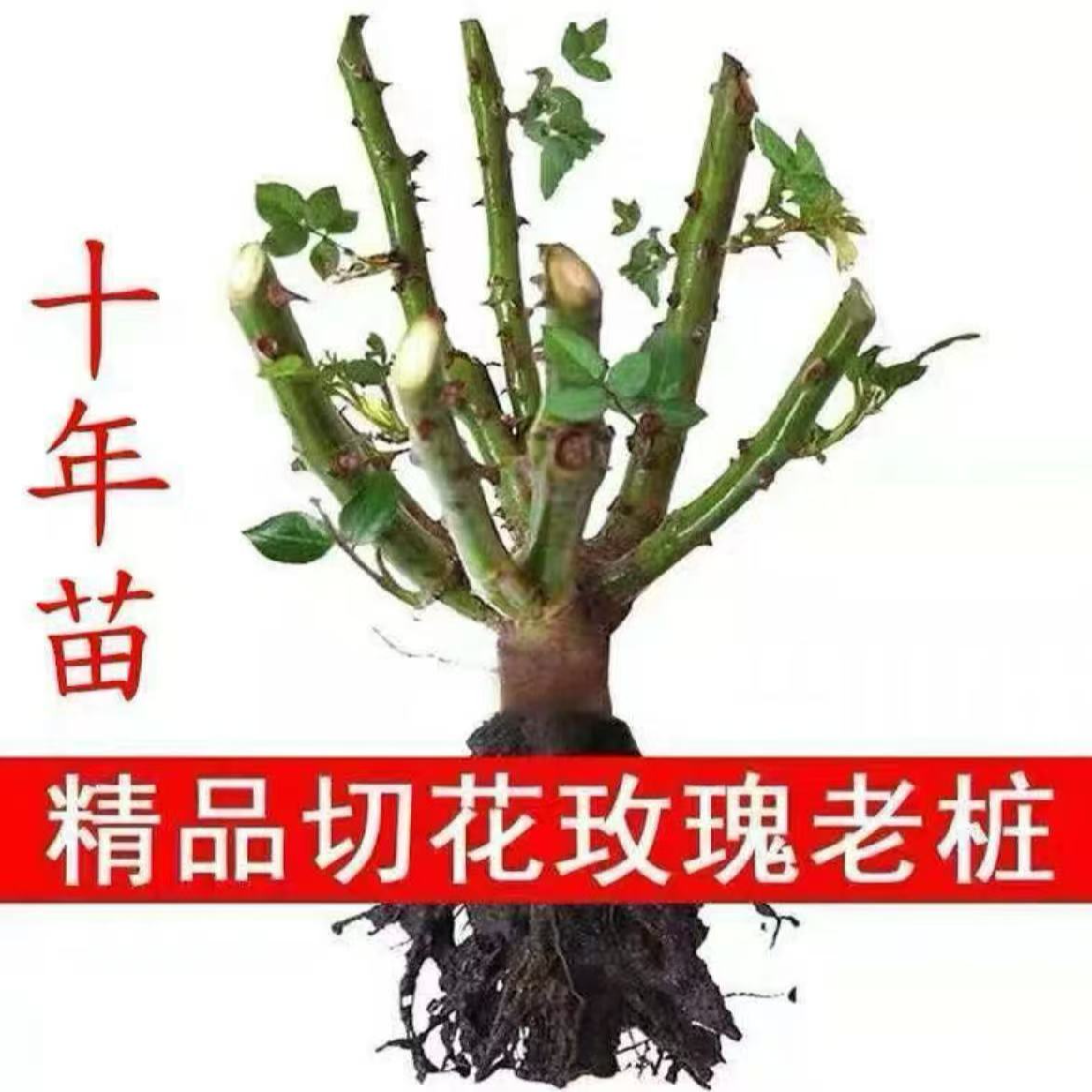 【新疆包邮】抢2颗玫瑰老桩四季玫瑰耐寒耐冻