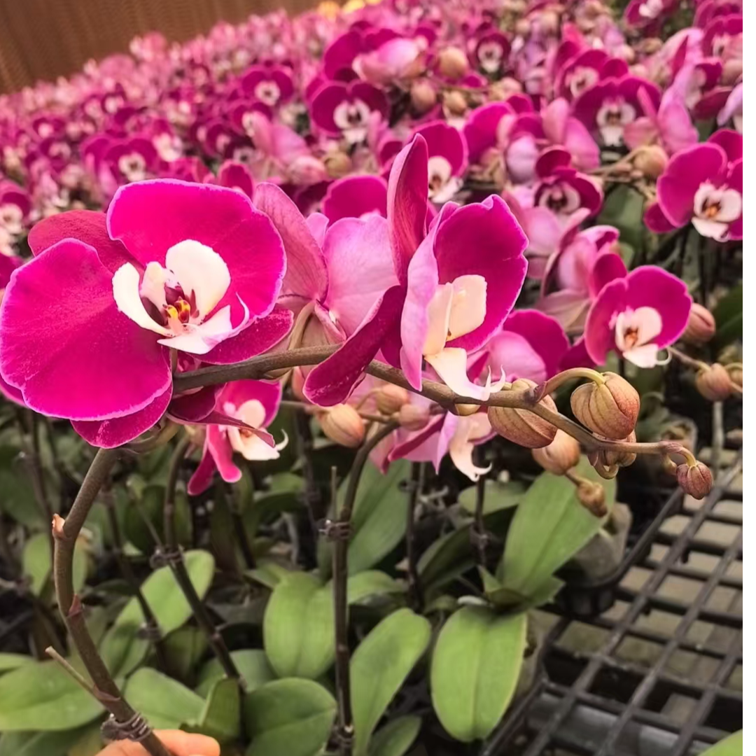 【米歇尔】蝴蝶兰盆栽带花剑花苞室内家庭花卉四季好养活