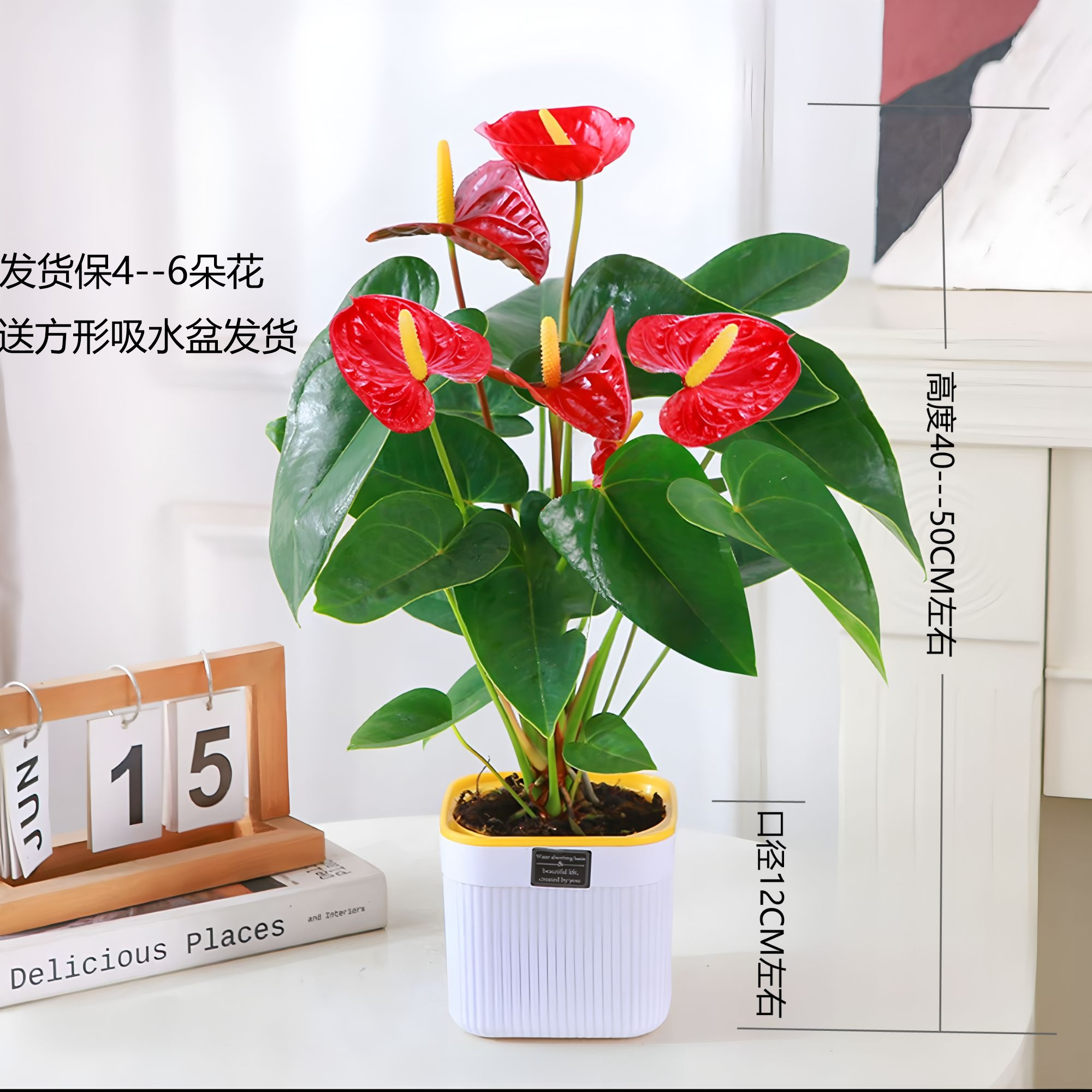 【4--6朵】红掌吸水盆栽室内四季开花可水培净化空气美观花卉绿植