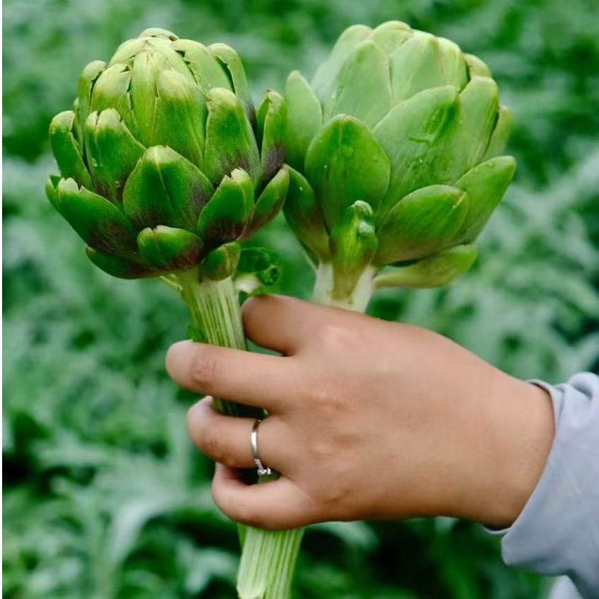 【超值福利拍4斤送1斤】云南特产洋蓟现摘现发新鲜食材朝鲜蓟蔬菜