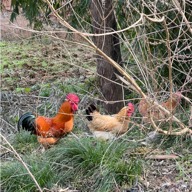丰园小红土鸡白条（剑门关土鸡+山林散养+纯粮喂养）