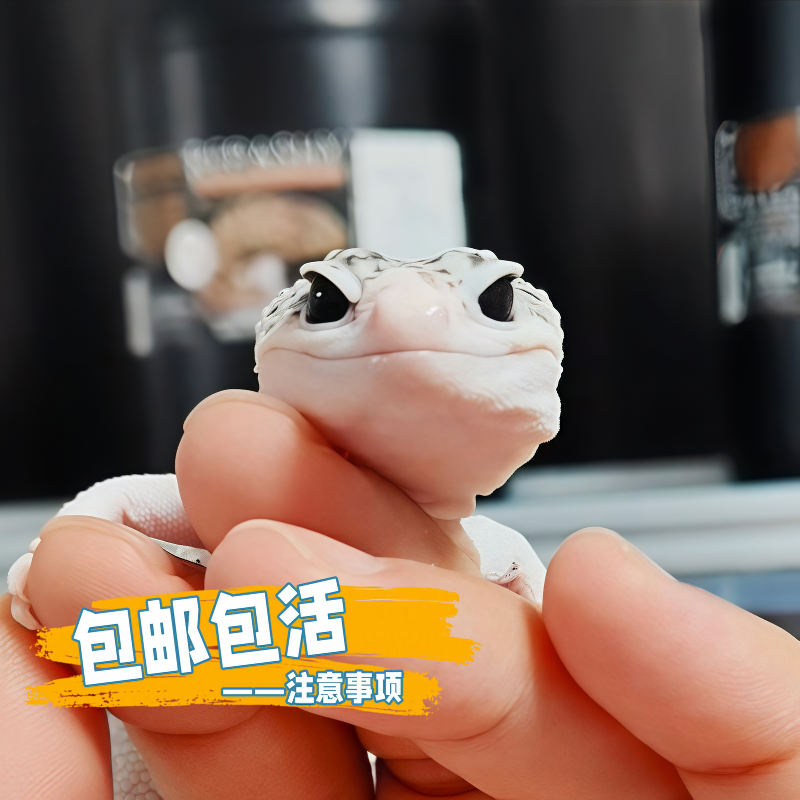 豹纹守宫活体宠物健康全品好养的桌面爬虫异宠