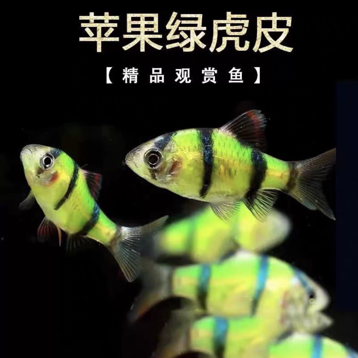 荧光绿虎皮4㎝左右5条【活体入缸后不包损】