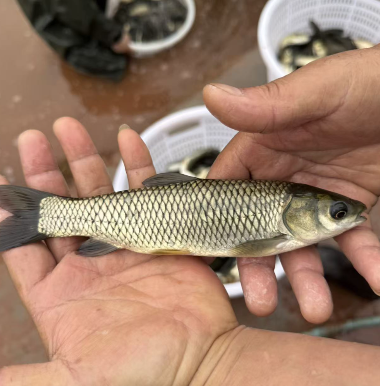 草鱼苗  四川眉山发货 淡水养殖