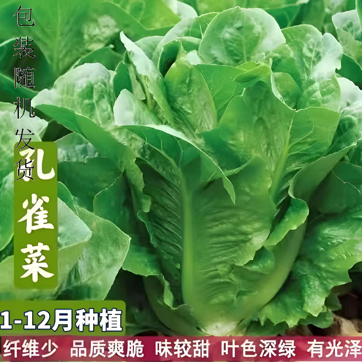 【孔雀菜种子】生吃脆甜高营养直立生菜春秋播种沙拉蔬菜