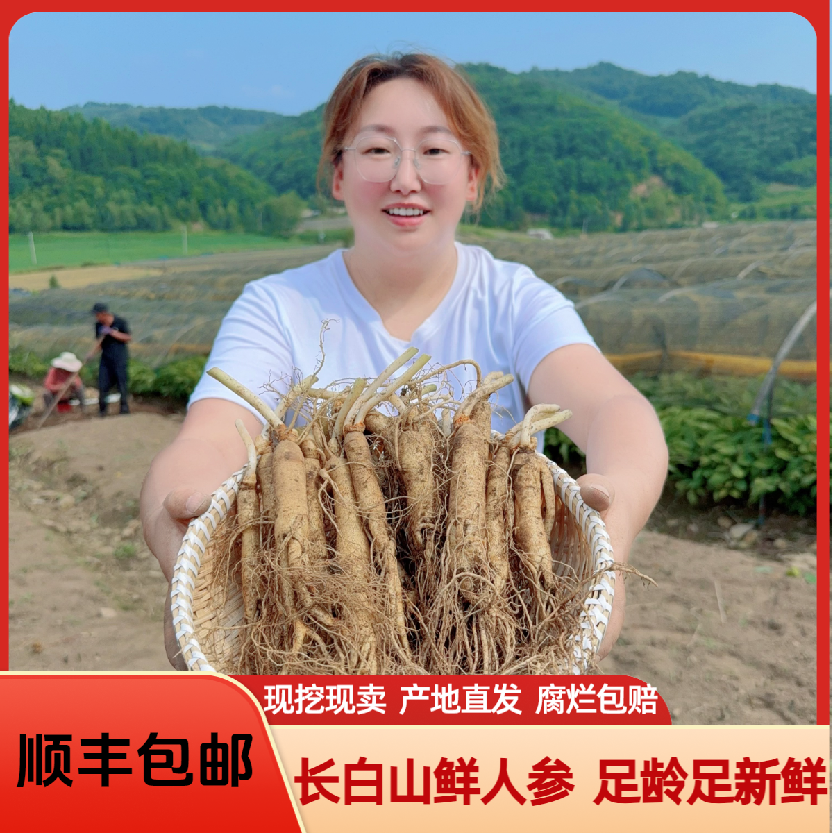 长白山新鲜人参250克（15根左右）  煲汤泡水鲜参泡酒鲜参