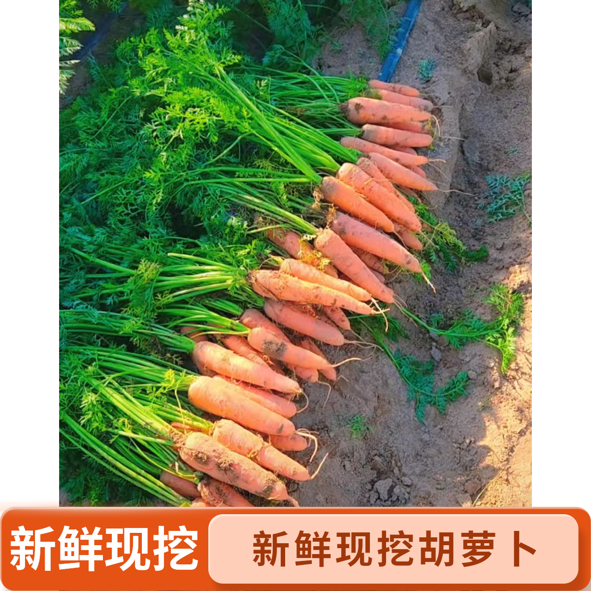 现挖现发新鲜带泥胡萝卜农家自种可生吃热炒健康营养