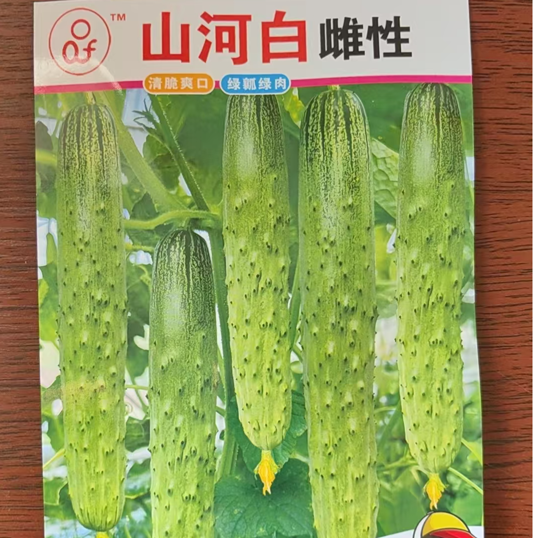 雌性山河白黄瓜种子