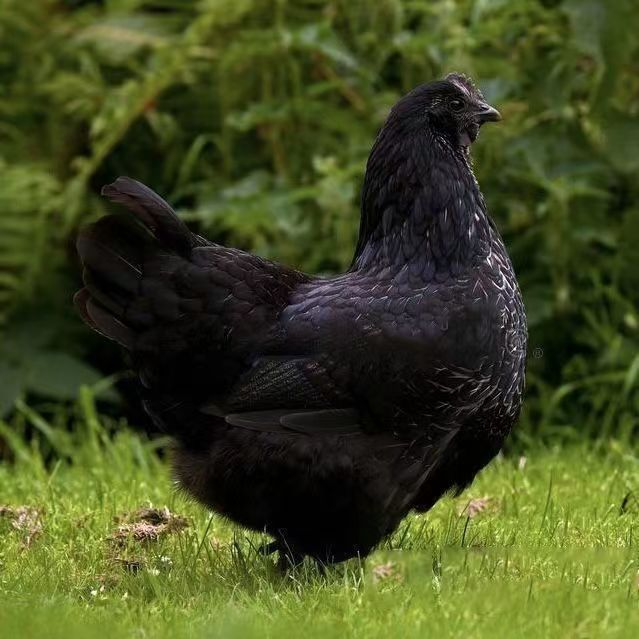 【顺丰包邮】五黑鸡宠物鸡长尾鸡散养鸡【到手50只】