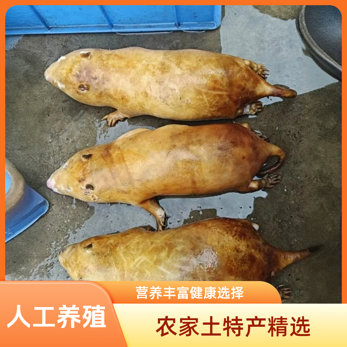 优质人工养殖竹鼠吃竹子顺丰冷链冷冻包邮不支持退货