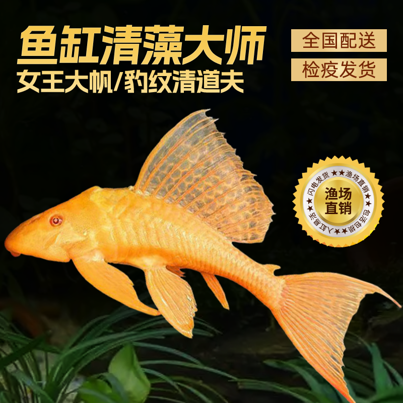 红眼大帆女王鱼豹纹夫鱼异形清道夫鱼热带观赏鱼清缸能手活体