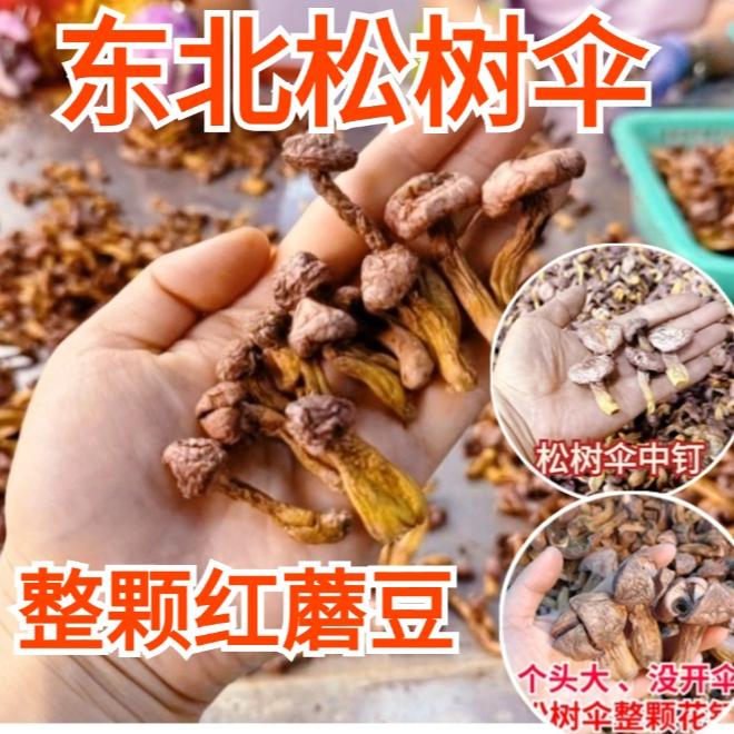 【整颗红蘑豆】新货东北野生松树伞蘑菇豆钉松伞蘑红蘑松蘑250g起