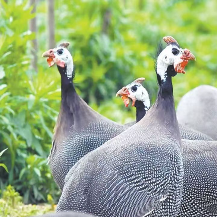 （宏鑫专属1）温顺好养爱吃草的宠物珍珠鸡可直接散养