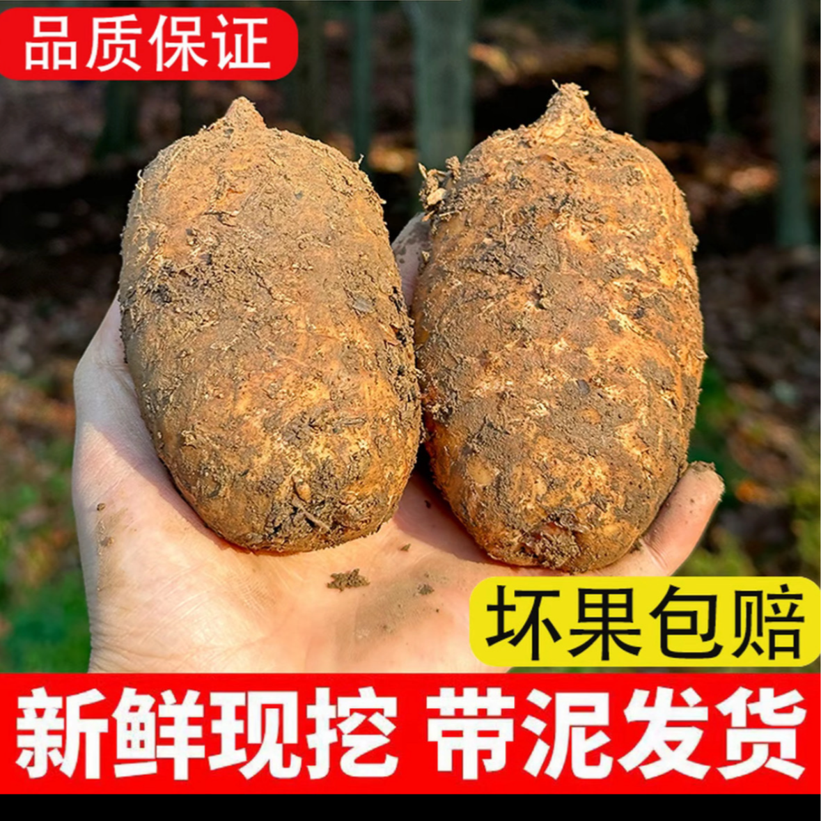正宗贵州食材高原新鲜天麻防野生种植煲汤佳品特产
