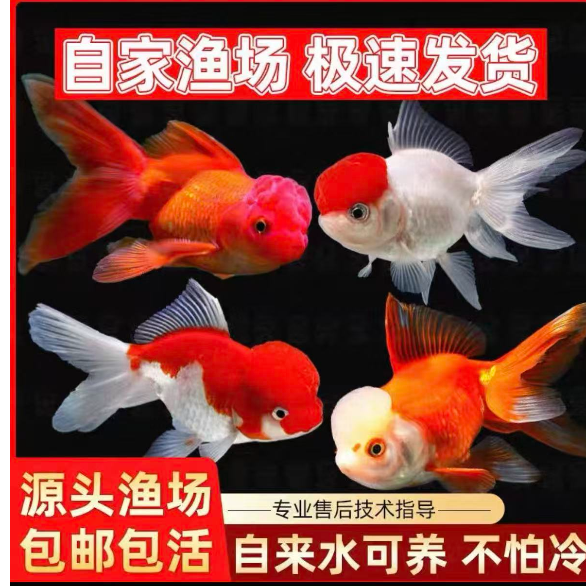 好养好活观赏鱼国粹金鱼红国师鸿运当头龙井大尺寸9-12CM