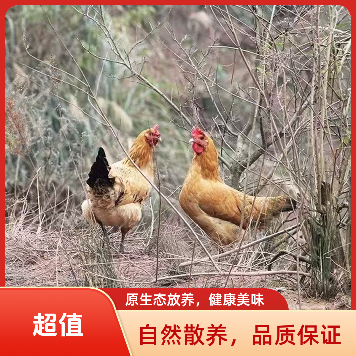 【顺丰包邮】黄油老母鸡自家桃园散养一年半【一鸡一拍】