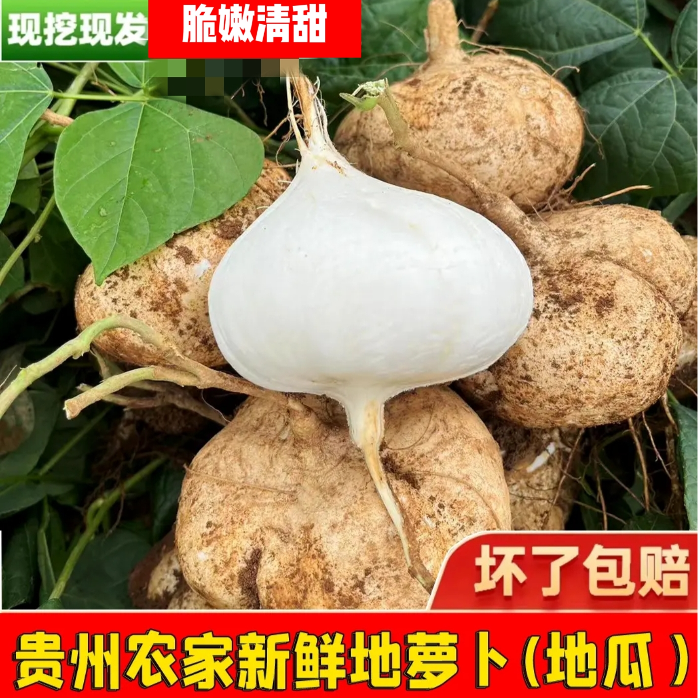 【贵州安顺地萝卜】黄泥沙地种植地萝卜脆嫩凉薯地瓜地萝卜带泥发货
