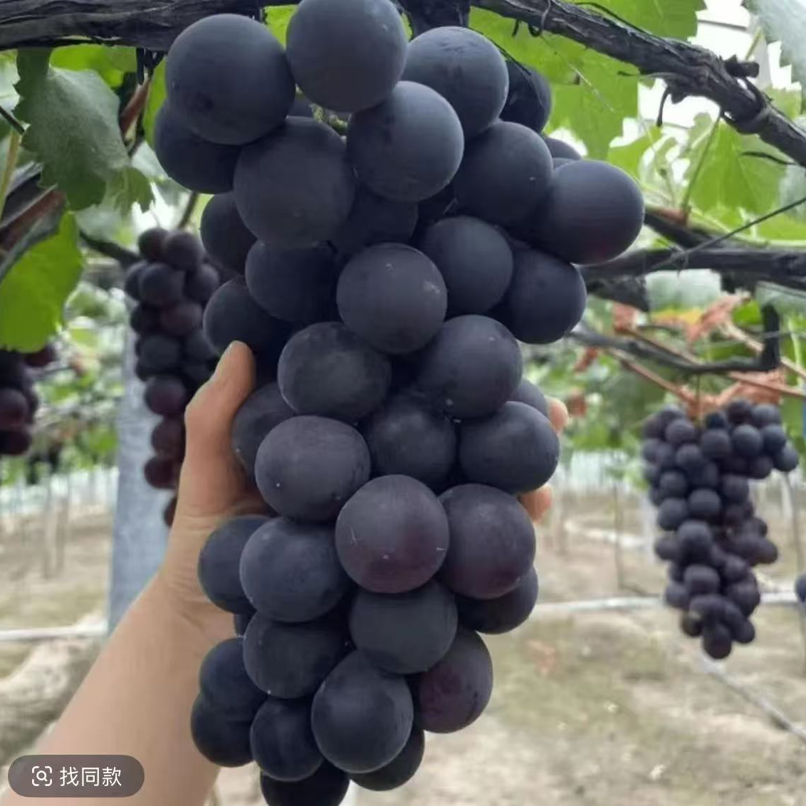 巨峰葡萄树苗南北方种植耐寒庭院爬藤特大号盆栽嫁接无籽当年结果