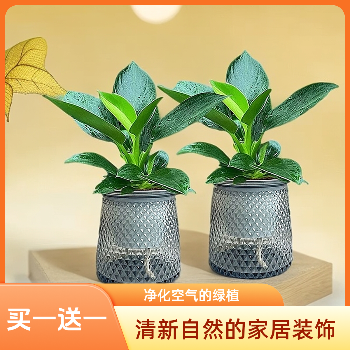 【买一盆送一盆】大叶金钻绿公主室内绿植盆栽办公室水培土培皆可