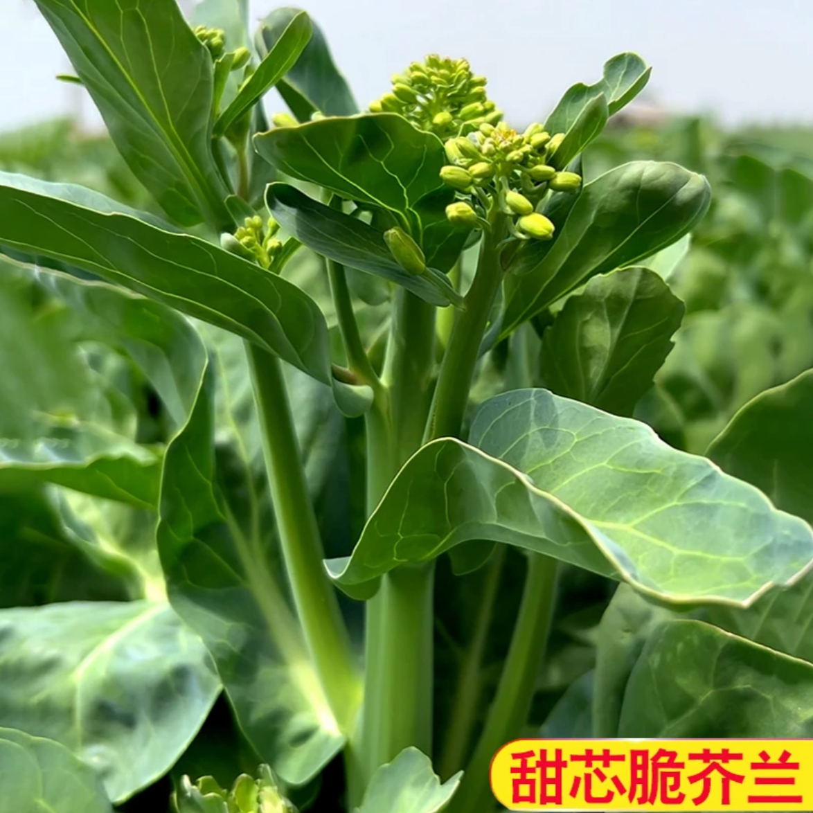 【甜心绿芥兰种子】家庭阳台小院盆栽地栽四季种植