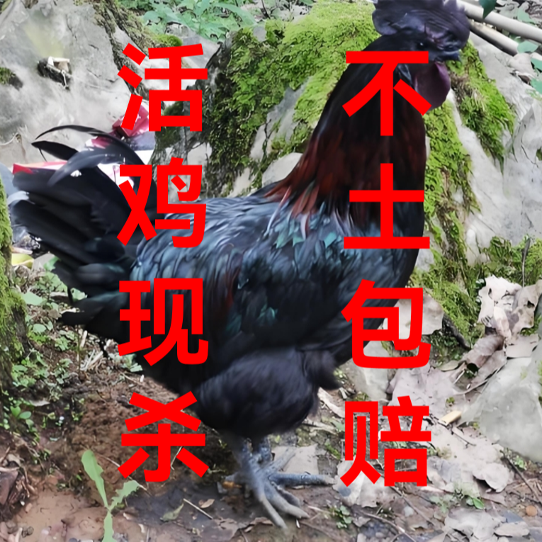 乌鸡跑山鸡走地鸡150天