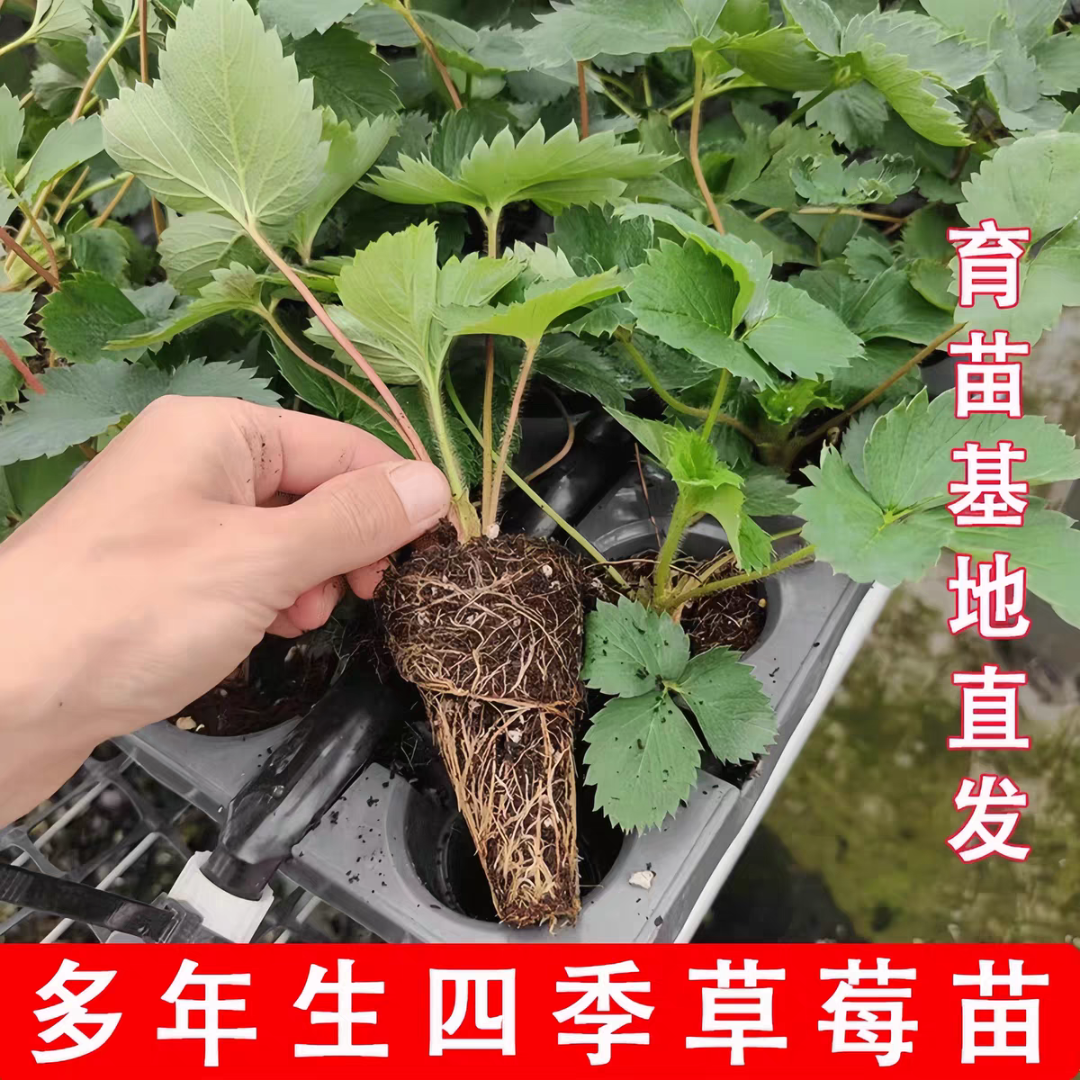 丹东99苗正宗隋珠宁玉妙香九九红颜牛奶苗四季庭院植物