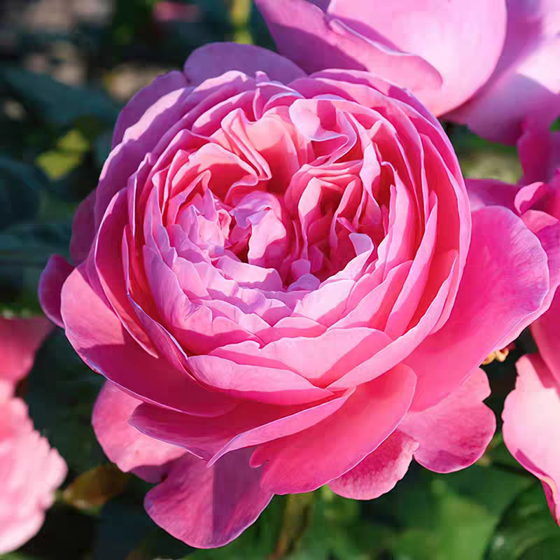 科隆香水月季 科德斯 爬藤大花浓香粉色长势快别名科隆百花园月季