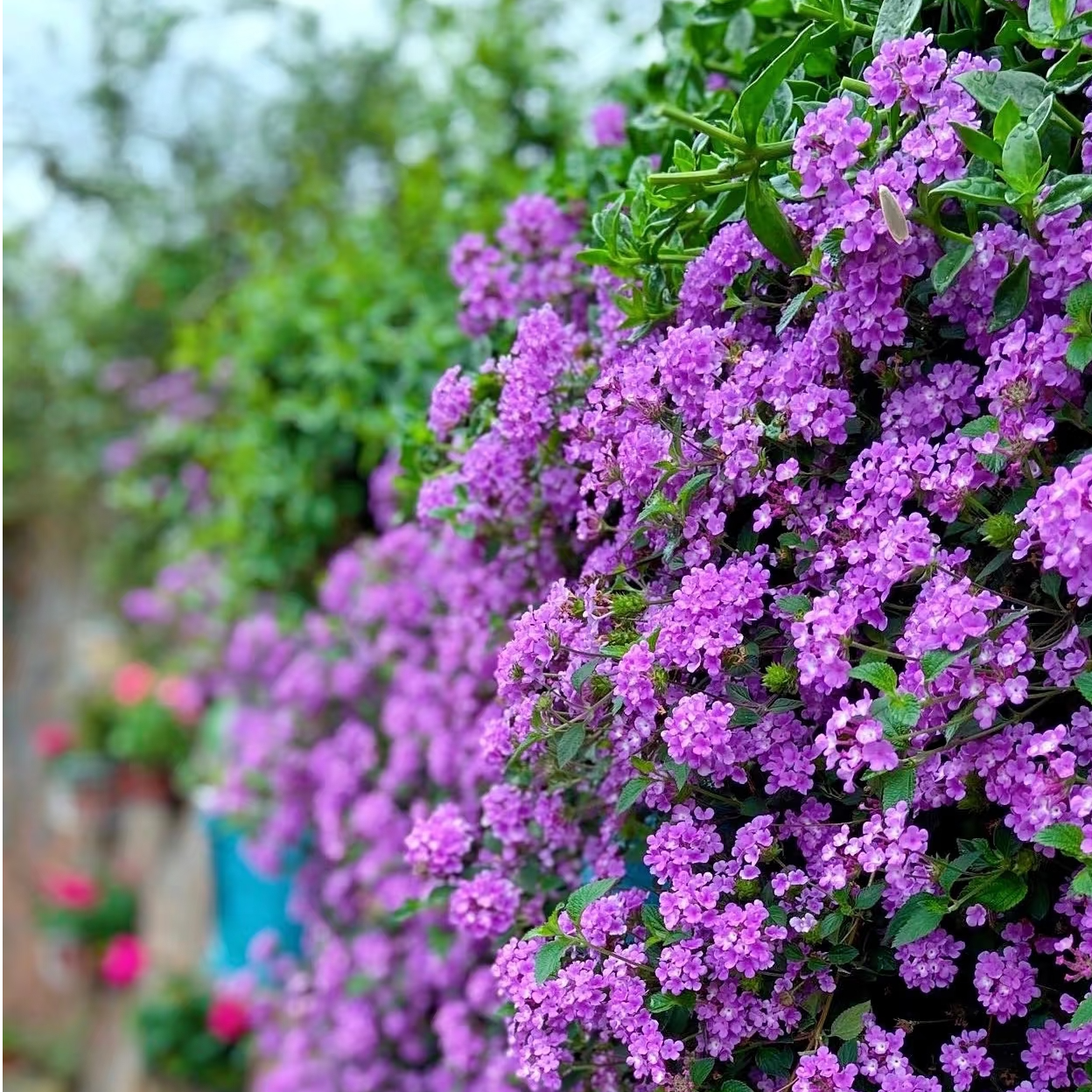 紫色马樱丹五色梅盆栽植物耐热耐晒庭院鲜花直播间现场直播南天竹